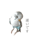 セキセイインコのシルちゃん4（個別スタンプ：39）