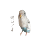 セキセイインコのシルちゃん4（個別スタンプ：40）