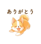 飼い主大好きコーギースタンプ（個別スタンプ：1）