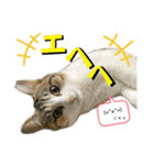 フクとツゥの毎日スタンプ（個別スタンプ：10）