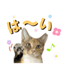 フクとツゥの毎日スタンプ（個別スタンプ：11）