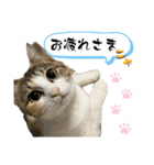 フクとツゥの毎日スタンプ（個別スタンプ：13）