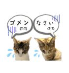 フクとツゥの毎日スタンプ（個別スタンプ：15）
