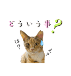 フクとツゥの毎日スタンプ（個別スタンプ：17）