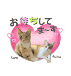 フクとツゥの毎日スタンプ（個別スタンプ：27）