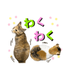 フクとツゥの毎日スタンプ（個別スタンプ：36）