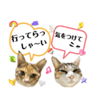 フクとツゥの毎日スタンプ（個別スタンプ：37）