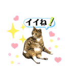 フクとツゥの毎日スタンプ（個別スタンプ：39）