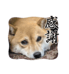 福ちゃんだね♡ありがとう・おめでとう（個別スタンプ：1）