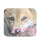 福ちゃんだね♡ありがとう・おめでとう（個別スタンプ：2）