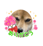 福ちゃんだね♡ありがとう・おめでとう（個別スタンプ：4）
