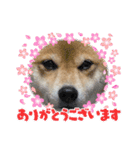 福ちゃんだね♡ありがとう・おめでとう（個別スタンプ：6）