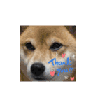 福ちゃんだね♡ありがとう・おめでとう（個別スタンプ：8）