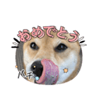 福ちゃんだね♡ありがとう・おめでとう（個別スタンプ：17）