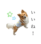 犬のポッピーくん（個別スタンプ：1）
