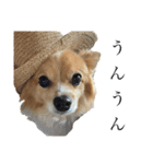 犬のポッピーくん（個別スタンプ：2）