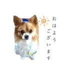 犬のポッピーくん（個別スタンプ：5）