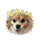 犬のポッピーくん（個別スタンプ：6）