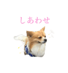 犬のポッピーくん（個別スタンプ：7）