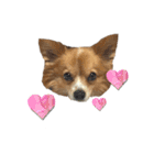 犬のポッピーくん（個別スタンプ：8）