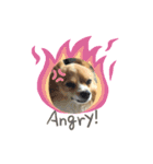 犬のポッピーくん（個別スタンプ：9）