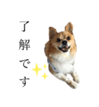 犬のポッピーくん（個別スタンプ：10）