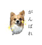 犬のポッピーくん（個別スタンプ：11）