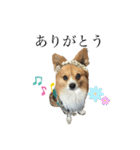 犬のポッピーくん（個別スタンプ：12）