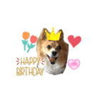 犬のポッピーくん（個別スタンプ：13）