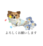 犬のポッピーくん（個別スタンプ：14）