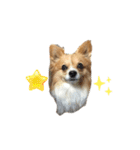 犬のポッピーくん（個別スタンプ：15）