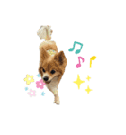 犬のポッピーくん（個別スタンプ：16）