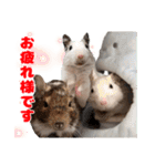 うちのハジ、雷、雪、晴（個別スタンプ：1）