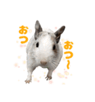 うちのハジ、雷、雪、晴（個別スタンプ：2）