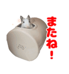 うちのハジ、雷、雪、晴（個別スタンプ：6）