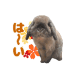 うちのハジ、雷、雪、晴（個別スタンプ：7）