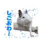 うちのハジ、雷、雪、晴（個別スタンプ：9）