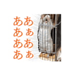 うちのハジ、雷、雪、晴（個別スタンプ：11）