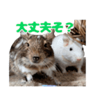 うちのハジ、雷、雪、晴（個別スタンプ：12）
