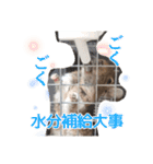 うちのハジ、雷、雪、晴（個別スタンプ：13）