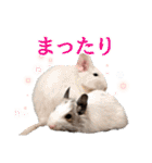 うちのハジ、雷、雪、晴（個別スタンプ：14）
