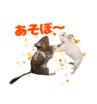 うちのハジ、雷、雪、晴（個別スタンプ：17）