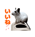 うちのハジ、雷、雪、晴（個別スタンプ：18）