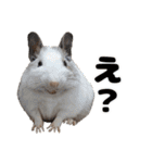 うちのハジ、雷、雪、晴（個別スタンプ：21）