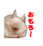うちのハジ、雷、雪、晴（個別スタンプ：23）