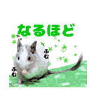 うちのハジ、雷、雪、晴（個別スタンプ：25）