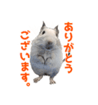 うちのハジ、雷、雪、晴（個別スタンプ：30）