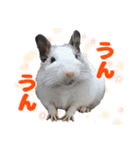 うちのハジ、雷、雪、晴（個別スタンプ：33）