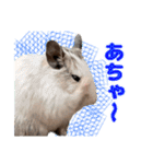 うちのハジ、雷、雪、晴（個別スタンプ：37）