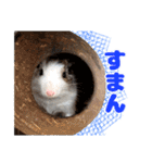 うちのハジ、雷、雪、晴（個別スタンプ：38）